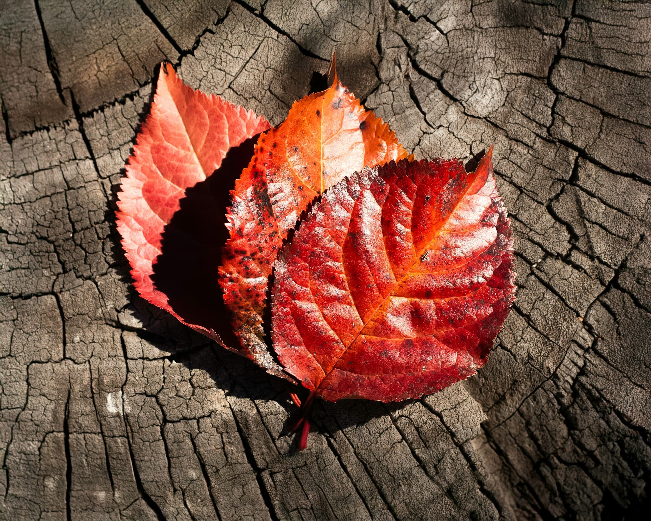 People, Pedagogy & Purpose: Bringing the Educational Leader Role into Focus image
