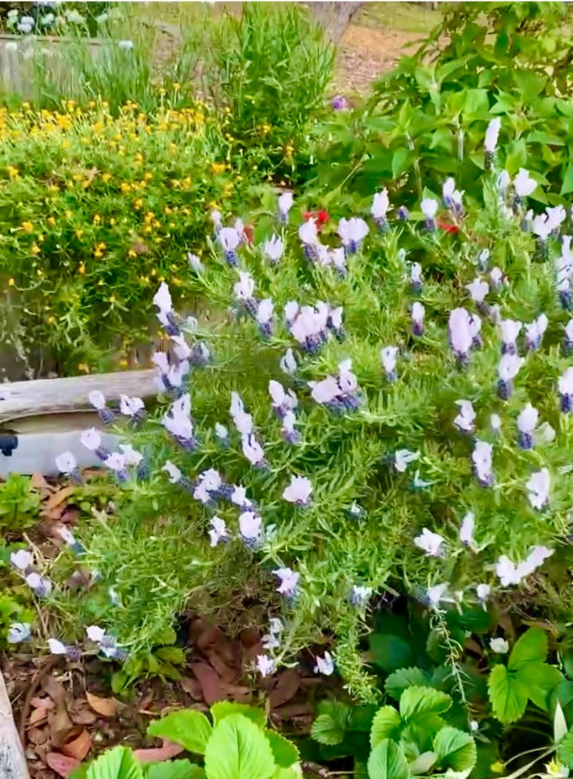 Creating Sustainable Gardens with Children image