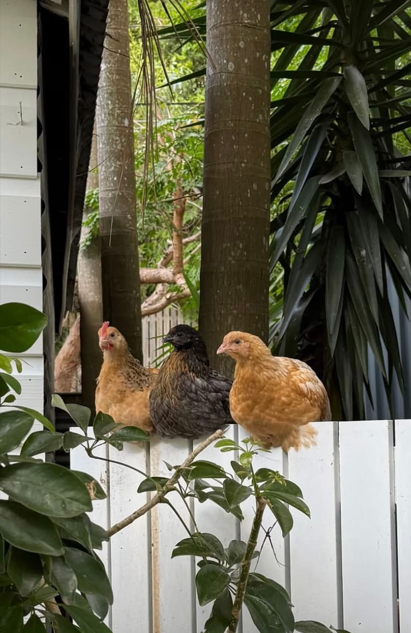 Chicken House Dreaming image