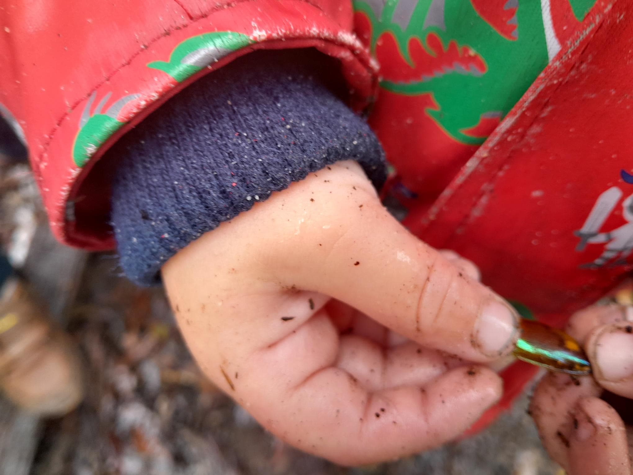 Creating a Bush Program image