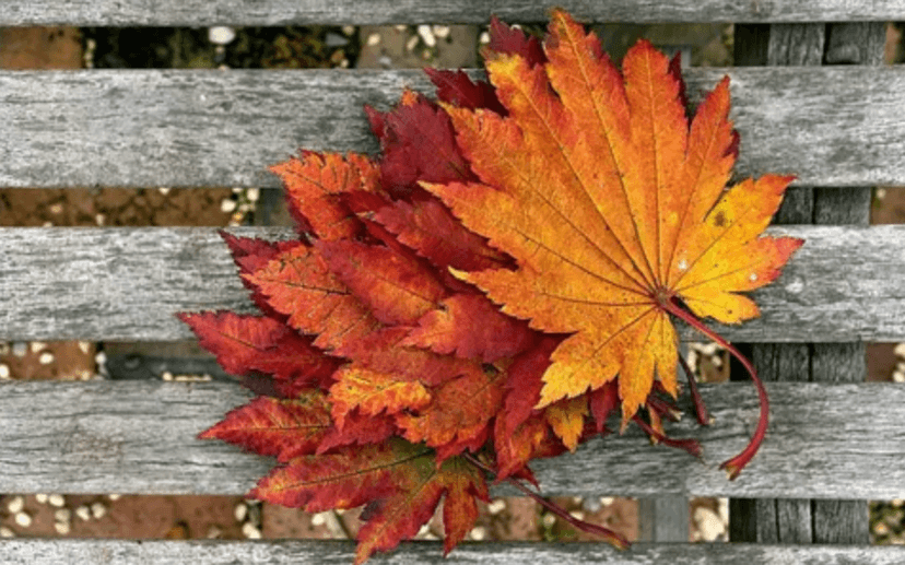 Capturing Conversation using the Floorbook Approach: Infants & Toddlers event image